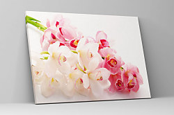 Obraz Exotická orchidea zs1174